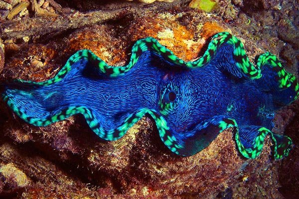 clam