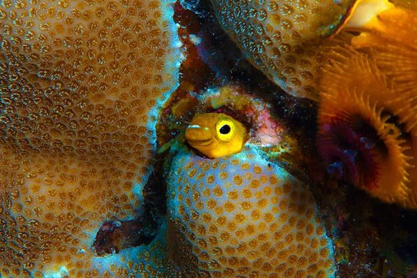gobies