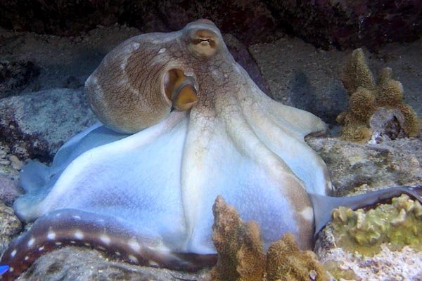 octopus