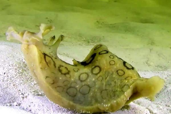 slug