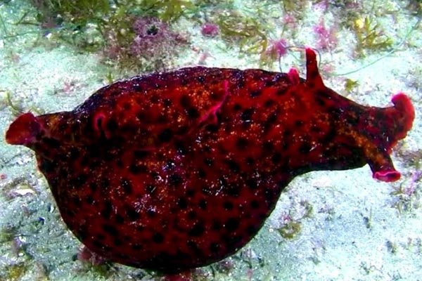 slug2
