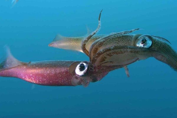 squid