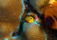 gobies