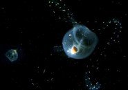 plankton