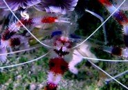 shrimp