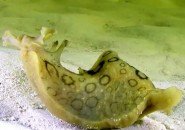 slug