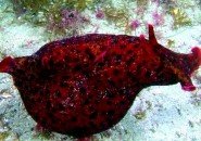 slug2