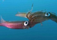 squid
